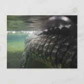 Big Crocodile Postkarte (Vorderseite)