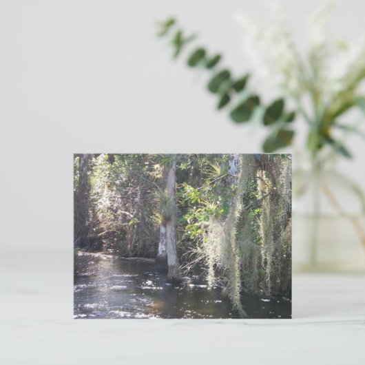 Big Cypress Postkarte (Stehend Vorderseite)