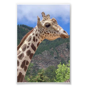 Big Daddy 4X6 Print #1 Fotodruck
