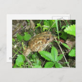Big Daddy Toad Postcard Postkarte (Vorne/Hinten)