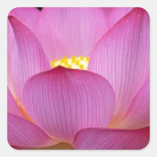 Big dark pink Lotus Blume Foto.jpg Quadratischer Aufkleber