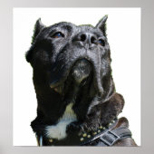 Big Dog Poster (Vorne)
