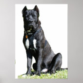 Big Dog Poster (Vorne)