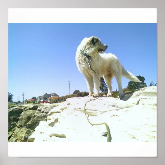 Big Dog Poster (Vorne)