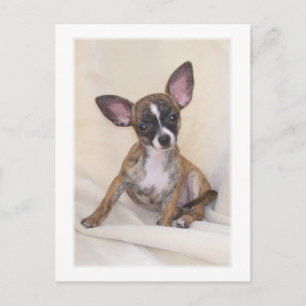 Big Ears Club USA - Spaß Postkarte