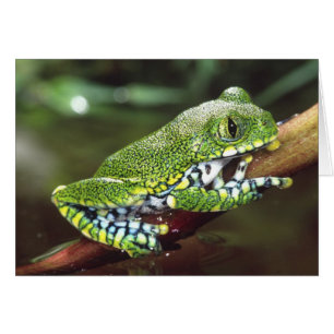 Big Eye Treefrog, Leptopelis miculatus,