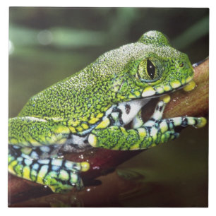 Big Eye Treefrog, Leptopelis miculatus, Fliese