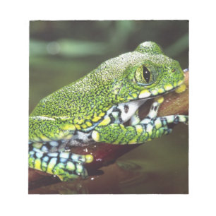 Big Eye Treefrog, Leptopelis miculatus, Notizblock