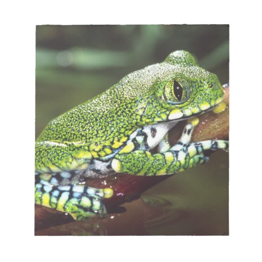 Big Eye Treefrog, Leptopelis miculatus, Notizblock (Vorderseite)
