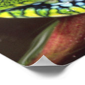 Big Eye Treefrog, Leptopelis miculatus, Poster (Ecke)