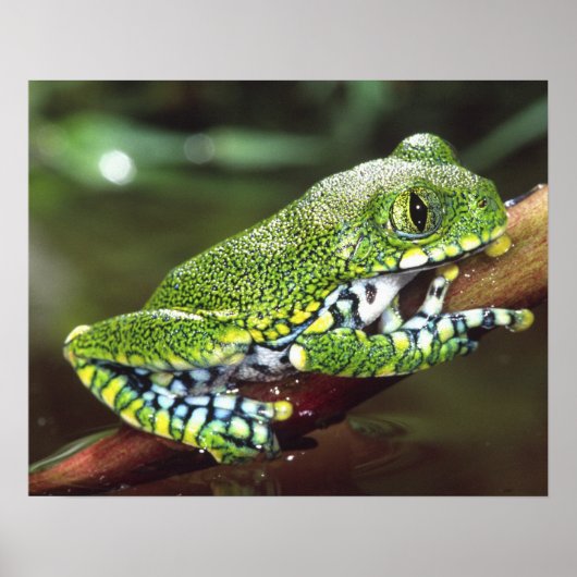 Big Eye Treefrog, Leptopelis miculatus, Poster (Vorne)