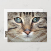 Big Eyes Tabby Cat Kitten Postcard Postkarte (Vorne/Hinten)