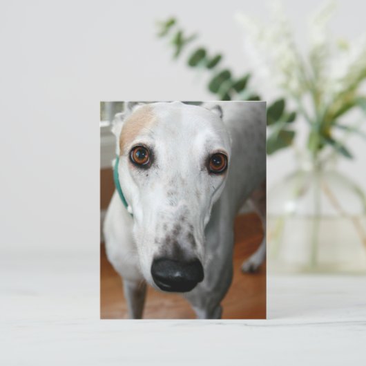 Big Face Greyhound Postkarte (Stehend Vorderseite)