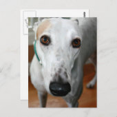 Big Face Greyhound Postkarte (Vorne/Hinten)