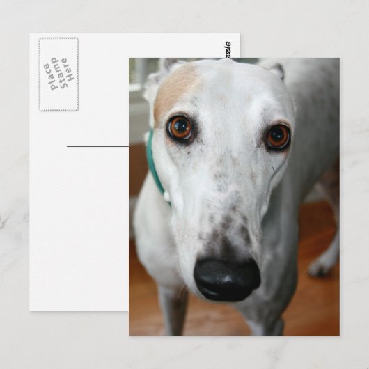 Big Face Greyhound Postkarte (Vorne/Hinten)