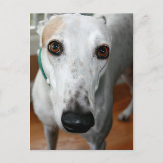 Big Face Greyhound Postkarte