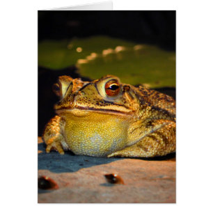 Big Fat Toad