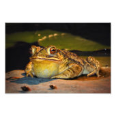 Big Fat Toad Fotodruck (Vorne)