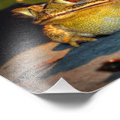 Big Fat Toad Fotodruck (Ecke)
