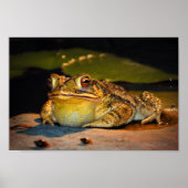 Big Fat Toad Poster (Vorne)