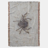 Big Female Huntsman Spider, Decke (Vorderseite Vertikal)