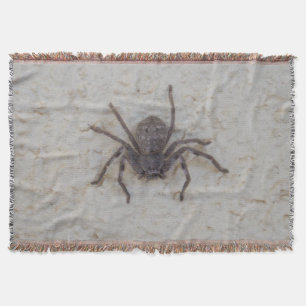 Big Female Huntsman Spider, Decke