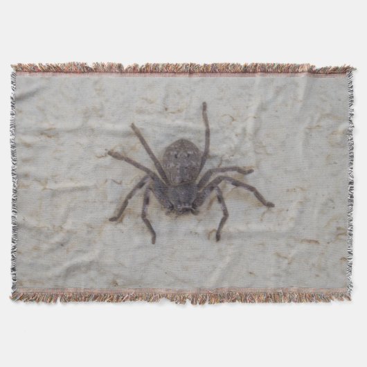 Big Female Huntsman Spider, Decke (Vorderseite)