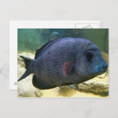 Big Fish Postcard Postkarte (Vorne/Hinten)