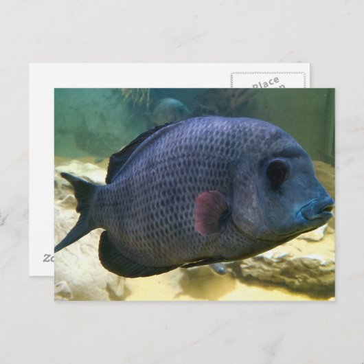 Big Fish Postcard Postkarte (Vorne/Hinten)