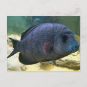 Big Fish Postcard Postkarte (Vorderseite)