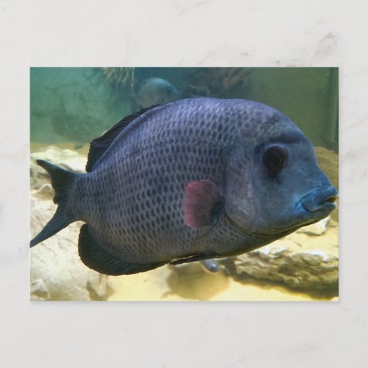 Big Fish Postcard Postkarte (Vorderseite)