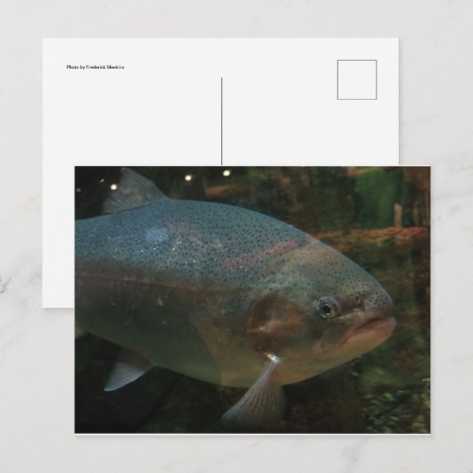 Big Fish Postkarte (Vorne/Hinten)