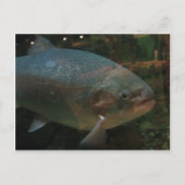 Big Fish Postkarte (Vorderseite)