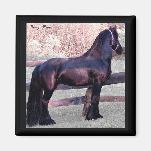 Big Friesian Horse Magnet (Vorne)
