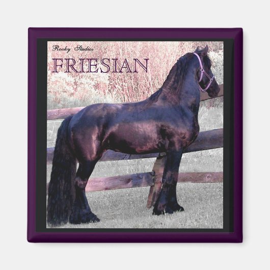 Big Friesian Horse Magnet 2 (Vorne)