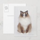 Big Furry Cat Postkarte (Vorne/Hinten)