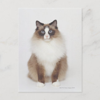 Big Furry Cat Postkarte