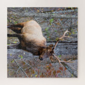 Big Game Hunter - Bull Elk - 20 x 20 Zoll Puzzle (Horizontal)