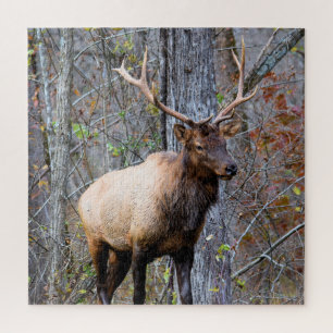 Big Game Hunter - Bull Elk - 20 x 20 Zoll Puzzle