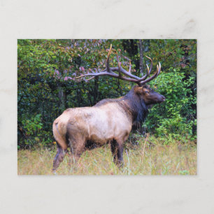 Big Game Hunter - Bull Elk - Postkarte