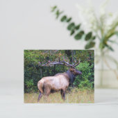Big Game Hunter - Bull Elk - Postkarte (Stehend Vorderseite)