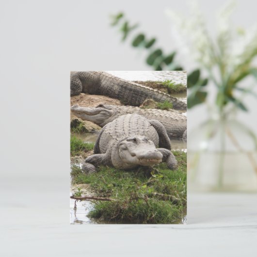 Big Gator Postkarte (Stehend Vorderseite)