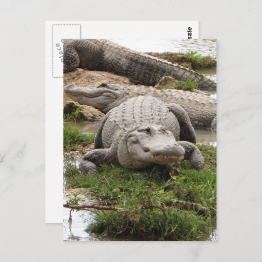 Big Gator Postkarte (Vorne/Hinten)