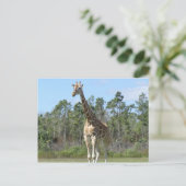 Big Giraffe im Zoo Postkarte (Stehend Vorderseite)