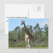 Big Giraffe im Zoo Postkarte (Vorne/Hinten)