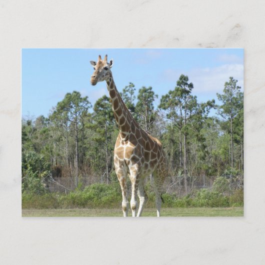 Big Giraffe im Zoo Postkarte (Vorderseite)