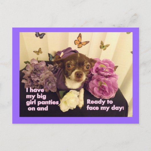 Big Girls Panties Chihuahua Card Postkarte (Vorderseite)