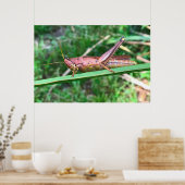 Big Grasshopper Poster (Küche)