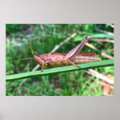 Big Grasshopper Poster (Vorne)