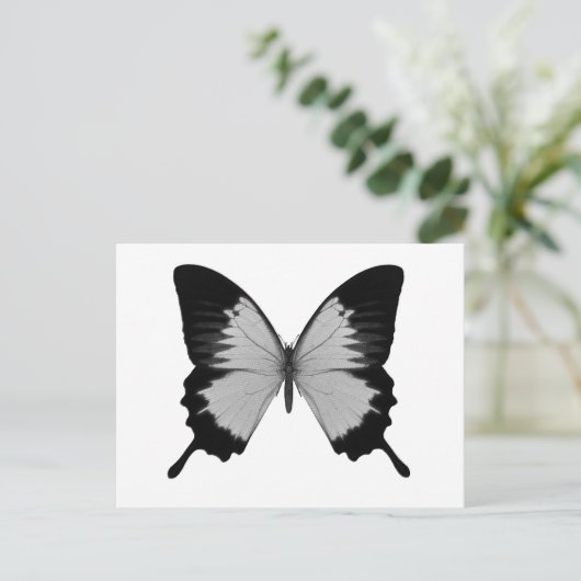 Big Grau & Black Butterfly Postkarte (Stehend Vorderseite)